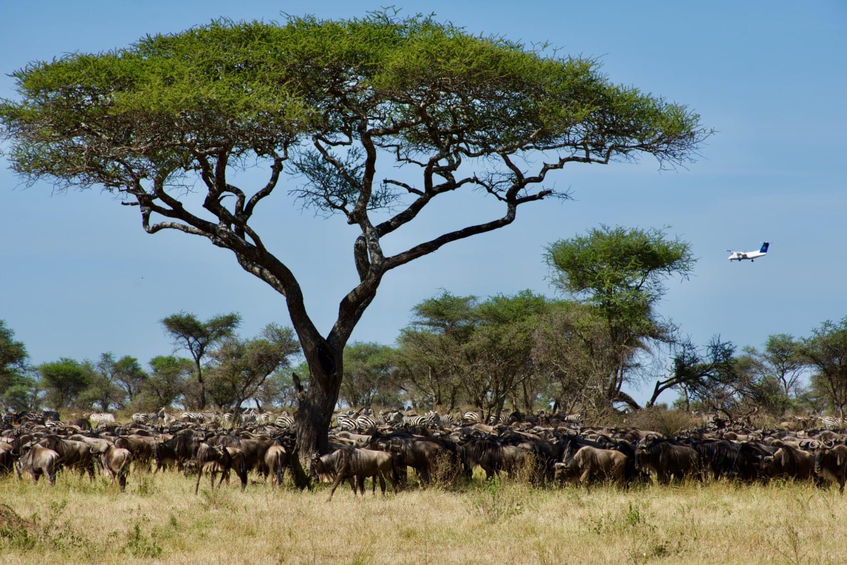 Wildebeest gathered beneath a flat-topped acacia on the open plain