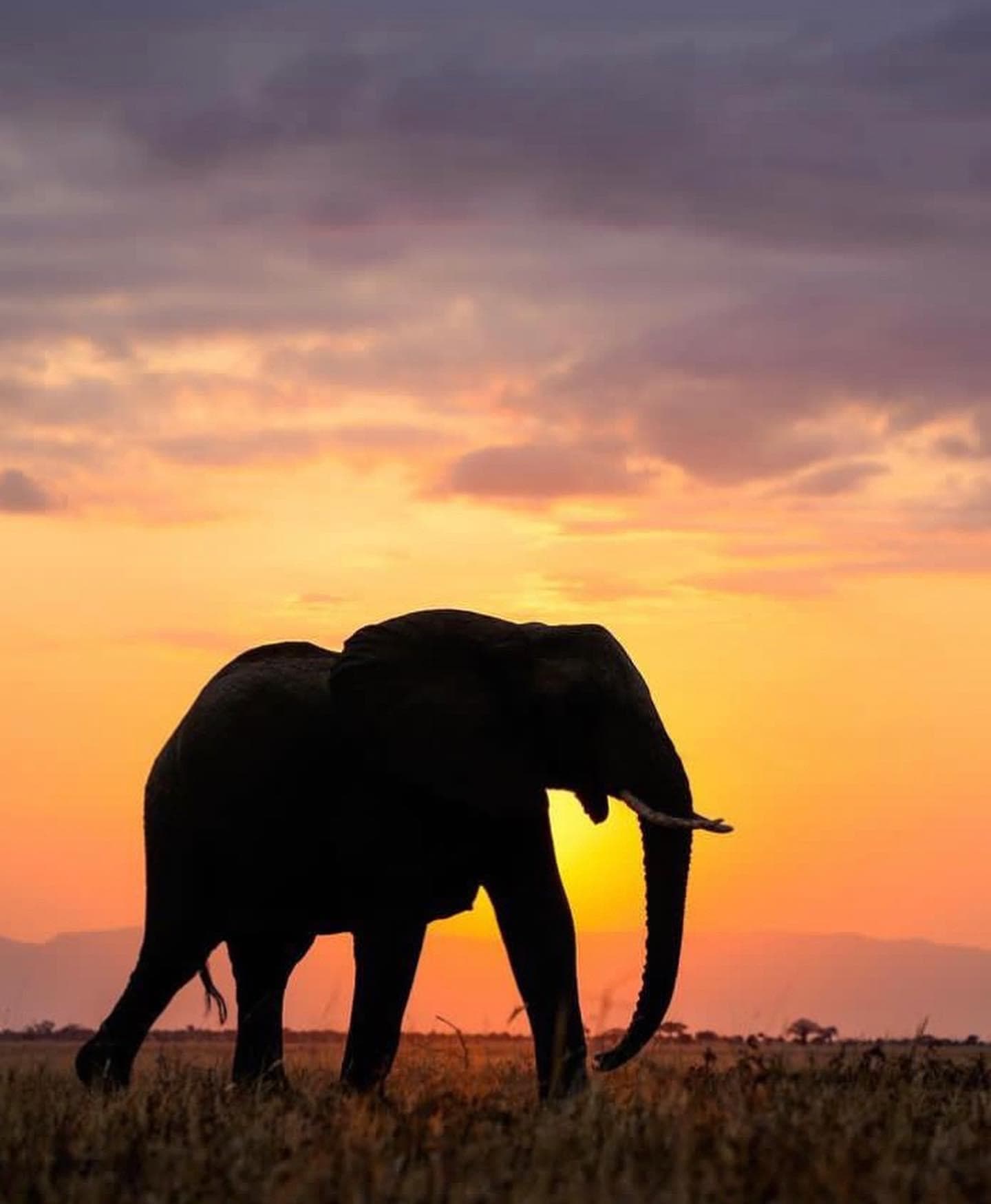An elephant in silhouette against a sunset sky