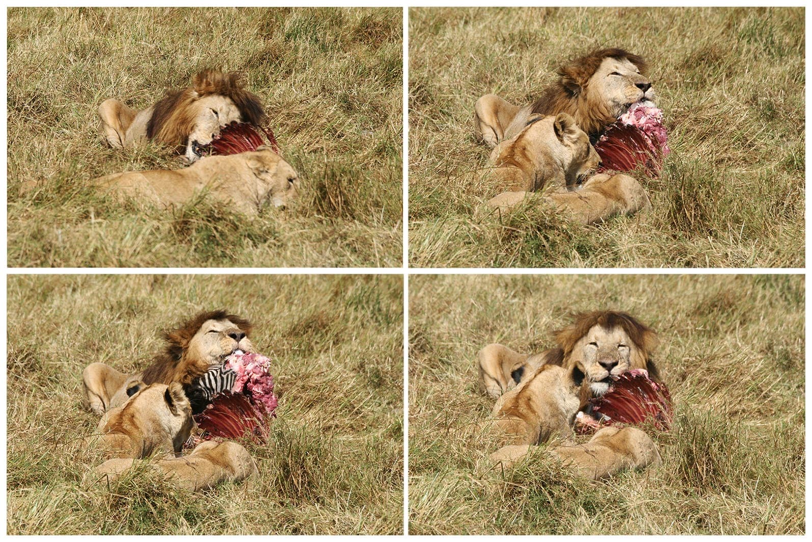 Lions at a zebra kill on the open plain