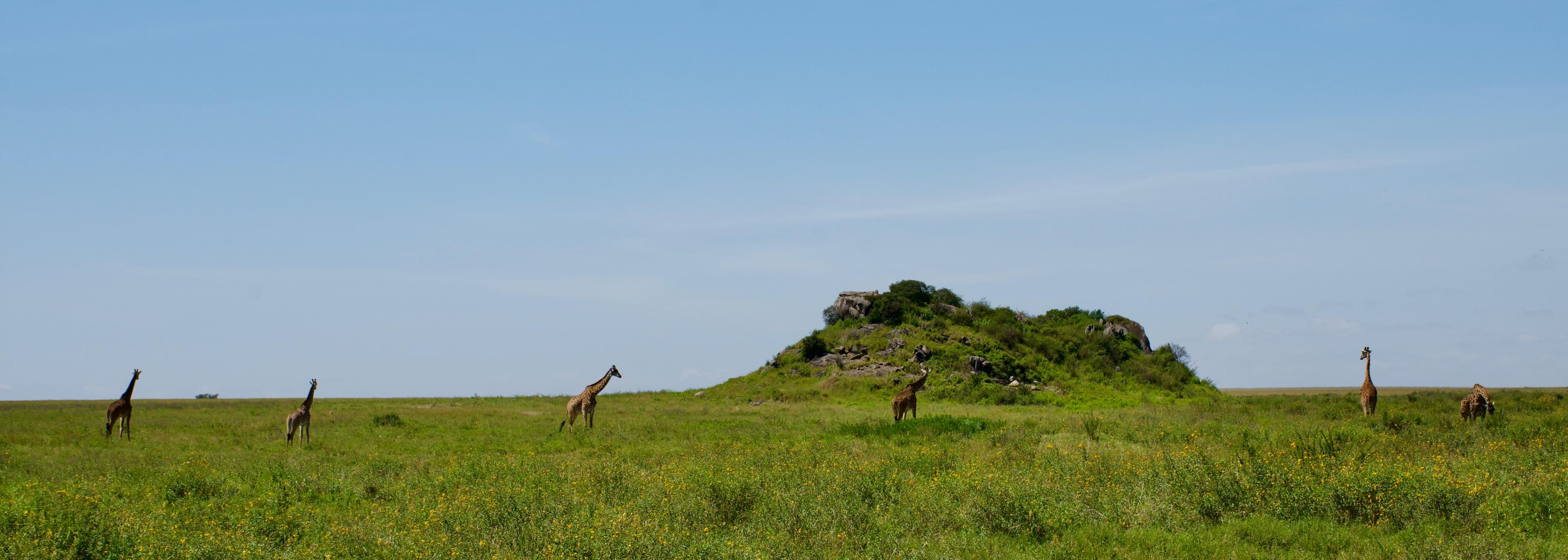 Giraffes spread across Serengeti grassland in front of a granite kopje
