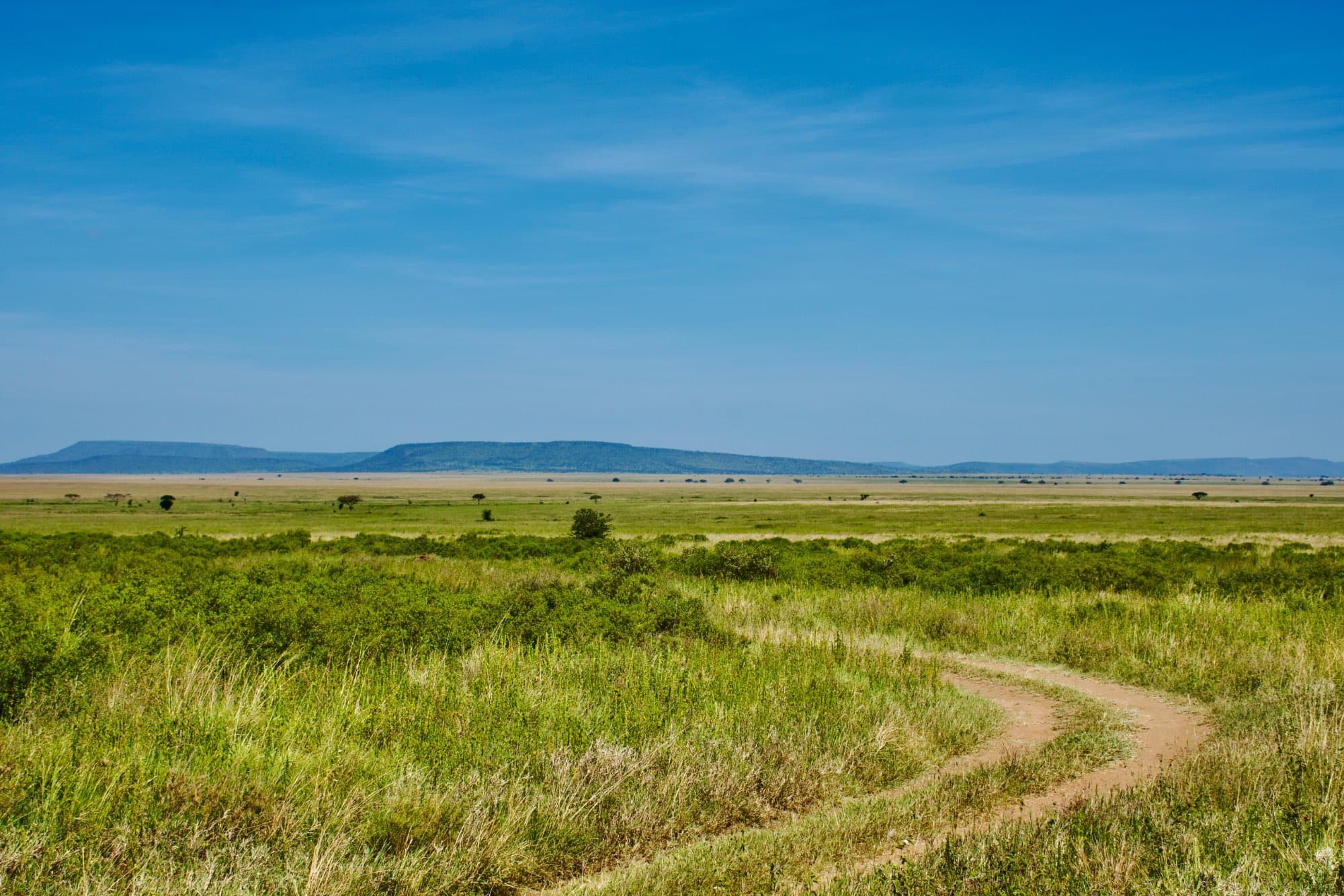 A track cutting through green Serengeti grassland after the rains