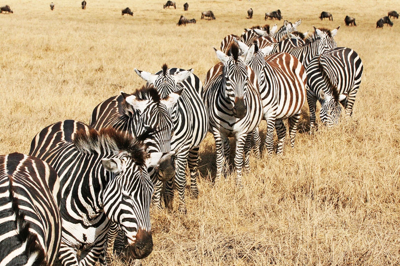 Zebra and wildebeest mixed together in one moving herd